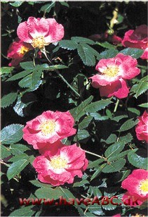 En rose med tydeligt Penzance-præg: frisk duftende blade og navn fra en af Walter Scotts romaner. Både smuk og nem at passe.
