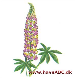 Lupin - Lupinus polyphyllus Lupin - Lupinus polyphyllus