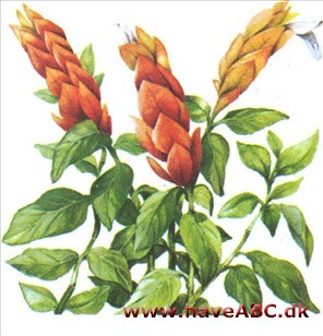 Lykkeaks - Beloperone guttata Lykkeaks - Beloperone guttata