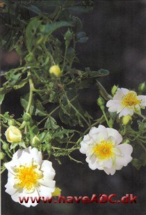Lykkefund Blomsterne er stærkt duftende, hvide med gullige nuancer, halvfyldte, udvikles i ...Se mere her ...