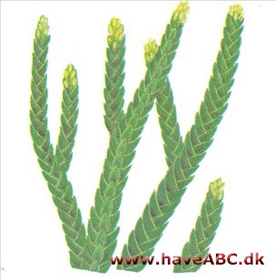 Lynlås - Crassula lycopodioides Lynlås - Crassula lycopodioides