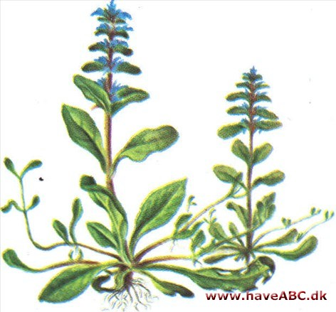 Læbeløs - Ajuga reptans