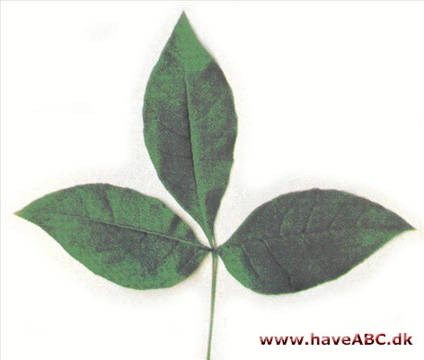 Læderkrone - Ptelea trifoliata 2
