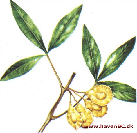 Læderkrone - Ptelea trifoliata