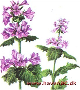 Lægebetonie - Stachys officinalis Lægebetonie - Stachys officinalis