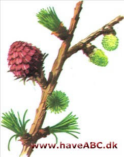 Lærk - Larix Lærk - Larix