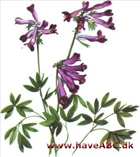 Lærkespore - Corydalis Lærkespore - Corydalis