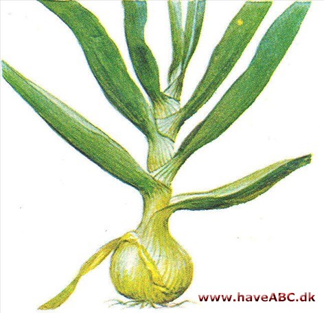 Løg spiselige - Allium