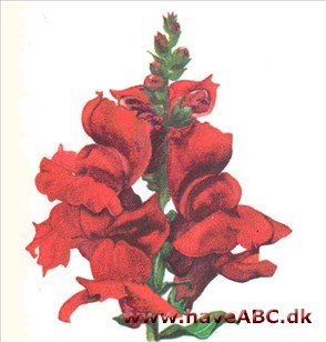Løvemund - Antirrhinum Løvemund - Antirrhinum