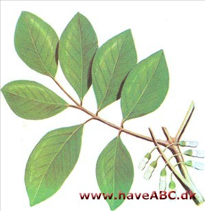 Maackia - Maackia amurensis Maackia - Maackia amurensis