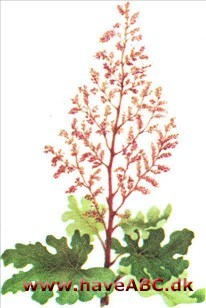 Macleaya - Macleaya cordata