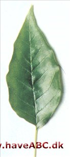 Maclura - Maclura pomifera Maclura - Maclura pomifera