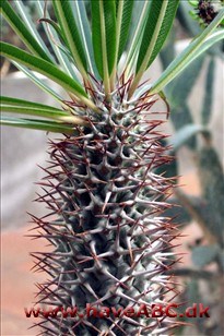 Madagaskarsøjle - Pachypodium Madagaskarsøjle - Pachypodium