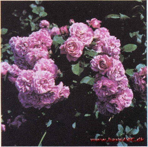 Magenta - Kordes Magenta Magenta - Kordes Magenta
