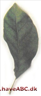 Magnolia cordata