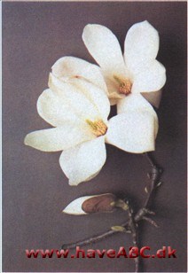Magnolia denudata - syn. Magnolia heptapeta