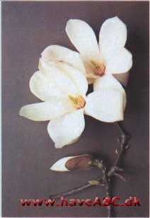 Magnolia denudata - syn. Magnolia heptapeta Magnolia denudata - syn. Magnolia heptapeta