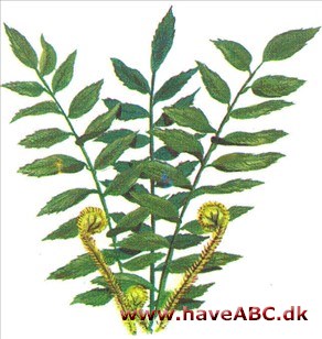 Mahonia­bregne - Cyr'tomium fal'catum