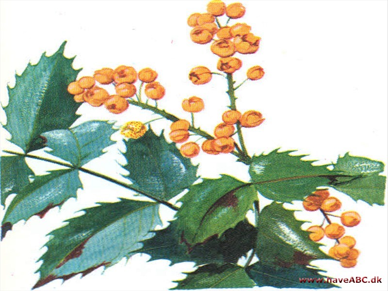 Mahonie - Mahonia