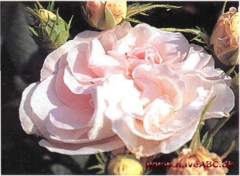 Fandtes længe, inden den blev officielt introduceret. Hører til de roser, som har været dyrket allerlængst i vore ha­ver. Blandt Redoutés billeder finder man den under navnet Rosa alba rega­lis ...