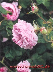 Maiden's blush Alba-roser er kraftigt voksende og meget hårdføre roser med få, men kraftige torne. Enkelte er næsten tornløse. De er sommerblomstrende, og for de flestes vedkommende skyggetolerante. Se mere her...