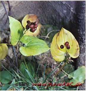 Maj blomst - Maianthemum bifolium †