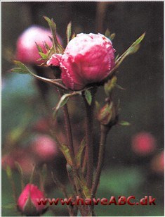 En rigtig gammeldags rose, både i sin fremtoning og med hensyn til alderen. Regnes for den ældste centifolierose, måske også den ...