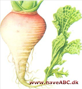 Majroe / høstroe / haveroe - Brassica rapa Majroe / høstroe / haveroe - Brassica rapa