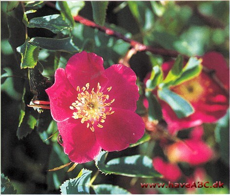 Majrose - Rosa pendulina Vildtvoksende i bjergdalene i Syd- og Mellemeuropa, hvor den ofte danner tæt buskads, eftersom den skyder mange rodskud. Har været dyrket meget længe, i hvert fald siden 1600-tallet.
