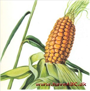 Majs - Zea mays