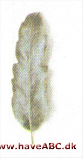 Makedonisk eg - Quercus trojana Makedonisk eg - Quercus trojana