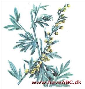 Malurt - Artemisia absinthium