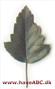 Malus coronaria Malus coronaria