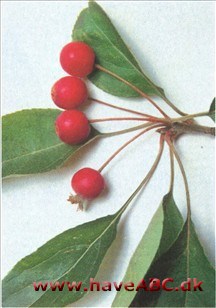 Malus hupehensis