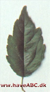 Malus ioensis Malus ioensis