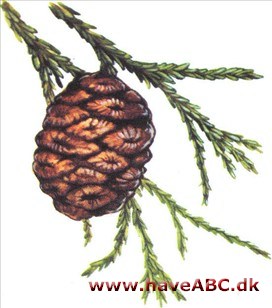 Mammuttræ - Sequoiadendron giganteum