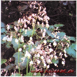 Manchetbegonie - Begonia manicata
