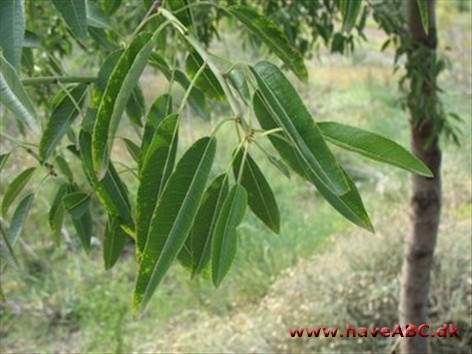 Mandel - Prunus dulcis