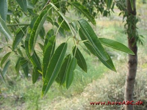 Mandel - Prunus dulcis Mandel - Prunus dulcis