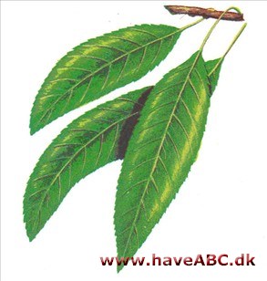 Mandelfersken - Prunus amygdalo-persica