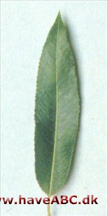 Mandelpil - Salix triandra