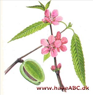 Mandeltræ - Prunus dulcis