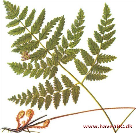 Mangeløv - Dryopteris Mangeløv - Dryopteris