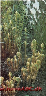 Mangeløv – Dryopteris † Mangeløv – Dryopteris †