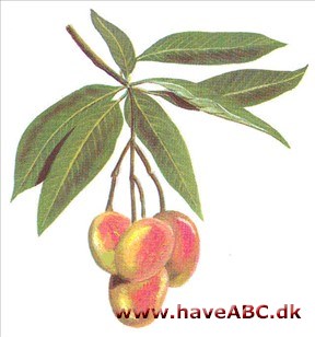 Mango - Man'gifera 'indica Mango - Man'gifera 'indica