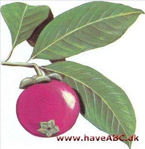 Mangostan - Garcinia mangostana Mangostan - Garcinia mangostana