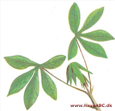 Maniok / Kassava, tapioka - Manibot esculenta Maniok / Kassava, tapioka - Manibot esculenta