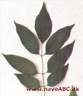 Manna-ask - Fraxinus ornus Manna-ask - Fraxinus ornus