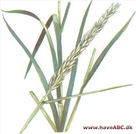 Marehalm - Elymus arenarius Marehalm - Elymus arenarius