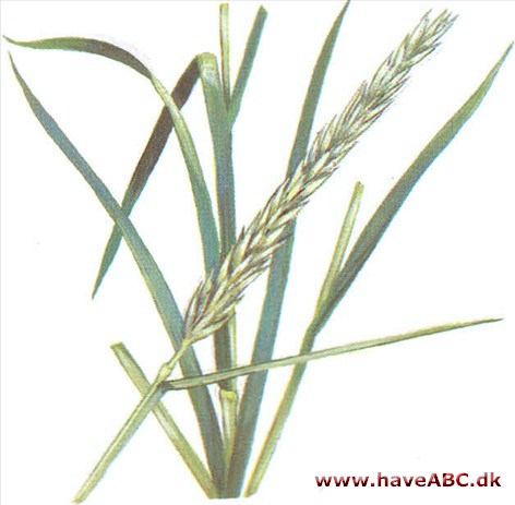 Marehalm - Elymus arenarius